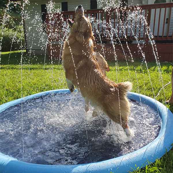 Esterilla de riego de verano para mascotas y niños.